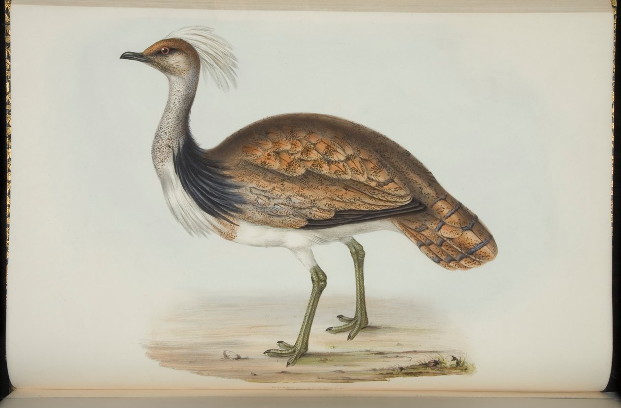 Bustard, John Gouldin "Euroopan linnuista". tekijältä Elizabeth Gould