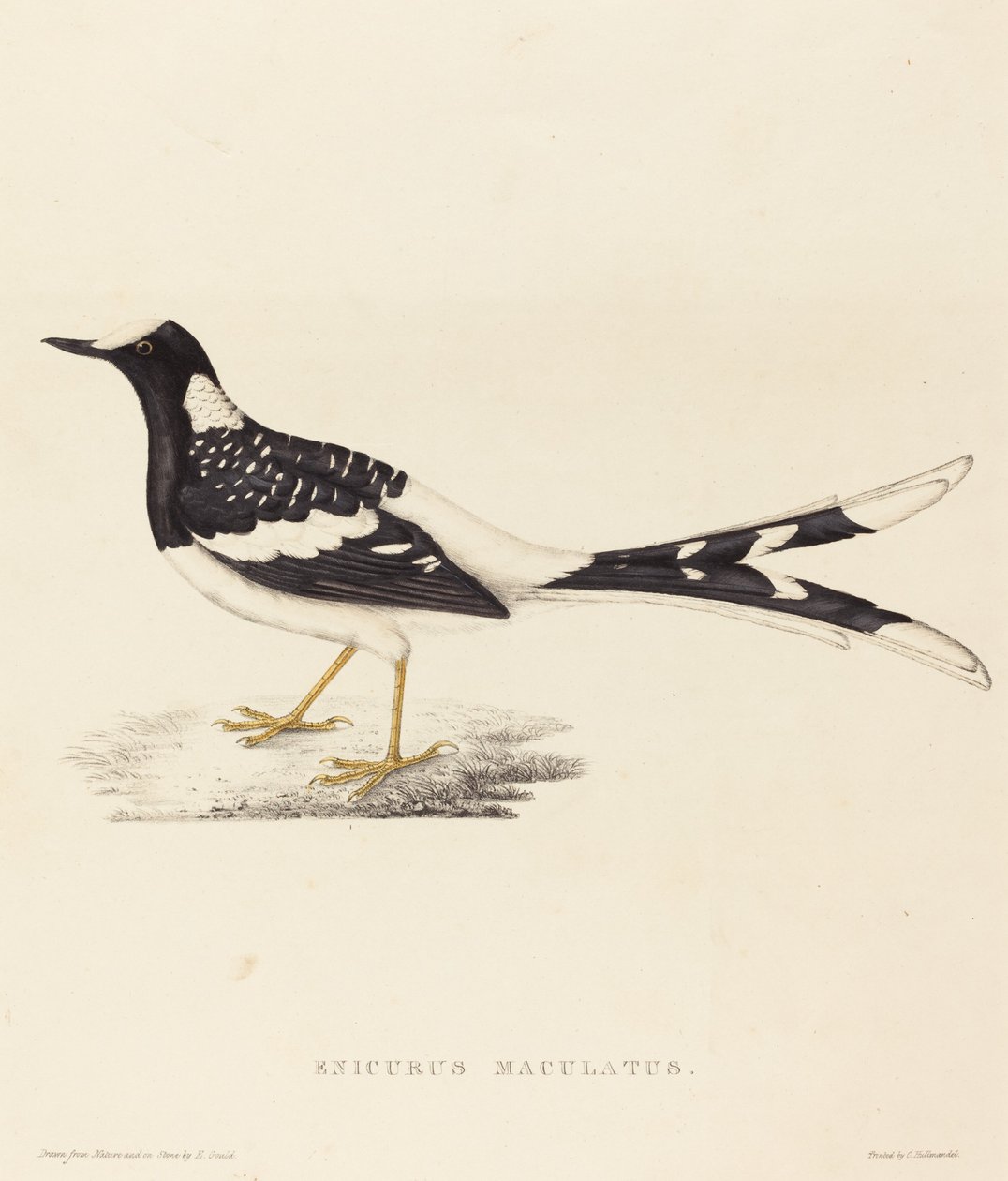 Enicurus Maculatus (täplikäs haarukkapyrstö) tekijältä Elizabeth Gould