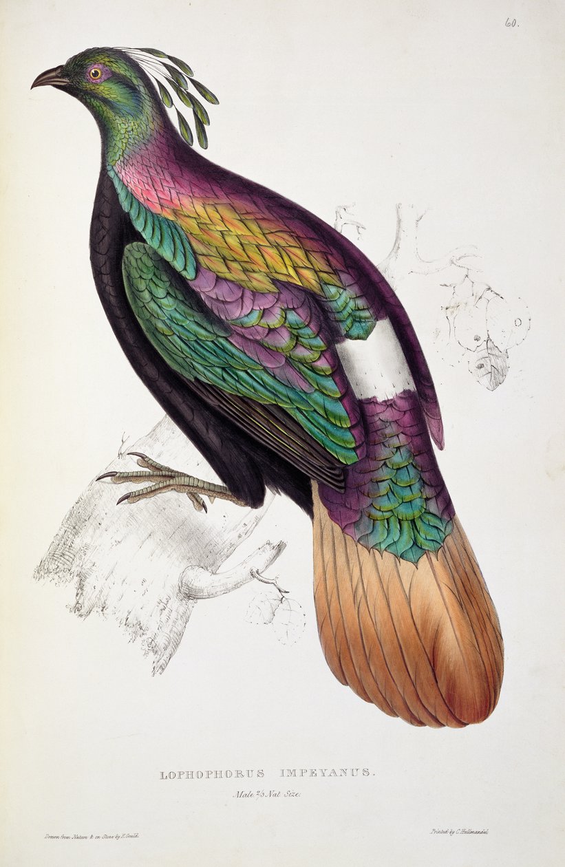 Himalajan monaalifasaani, John Gouldin (1804-41) teoksesta "A Century of Birds from the Himalaya Mountains", 1830-32 tekijältä Elizabeth Gould