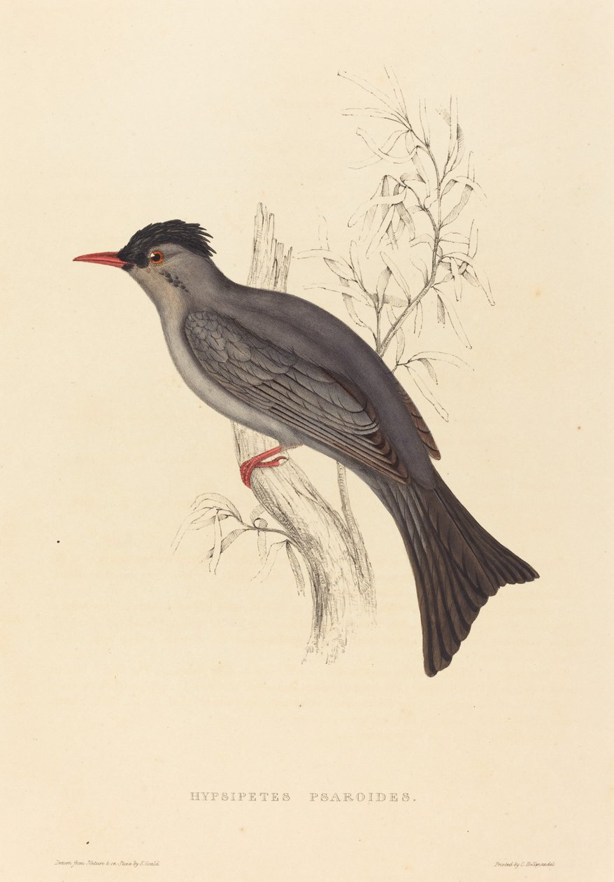 Hypsipetes Psaroides (Black Bulbul) tekijältä Elizabeth Gould