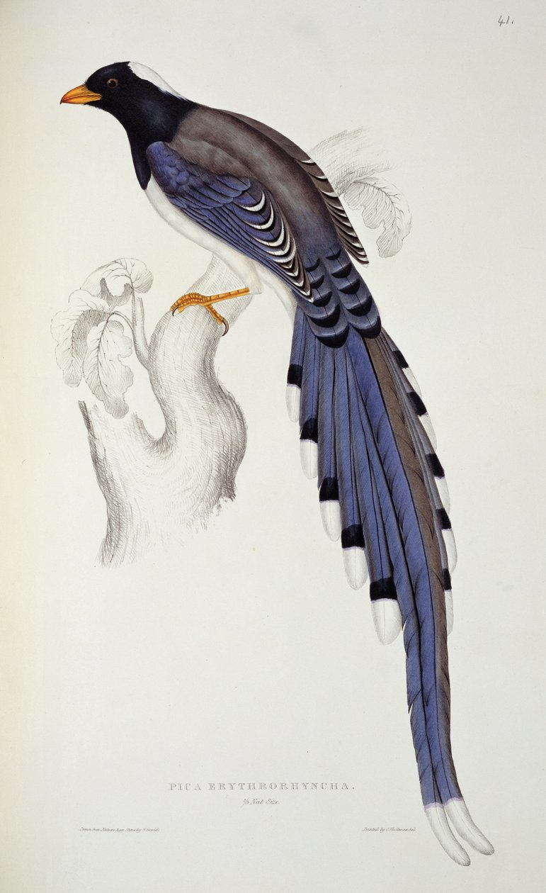 Pica Erythrorhynchos, John Gouldin (1804-81) teoksesta "A Century of Birds from the Himalaya Mountains", 1830-32 tekijältä Elizabeth Gould