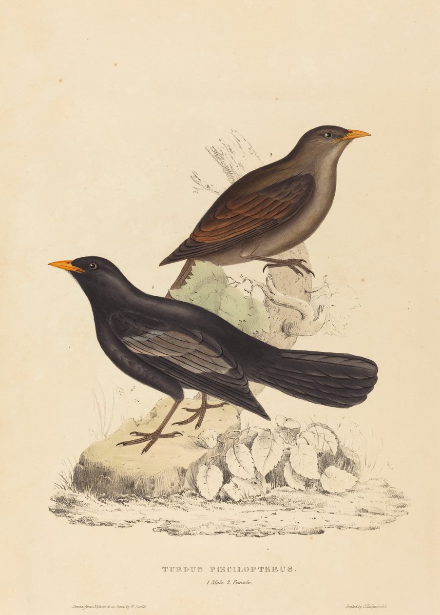 Turdus Poecilopterus (atsteekkien rastas) tekijältä Elizabeth Gould