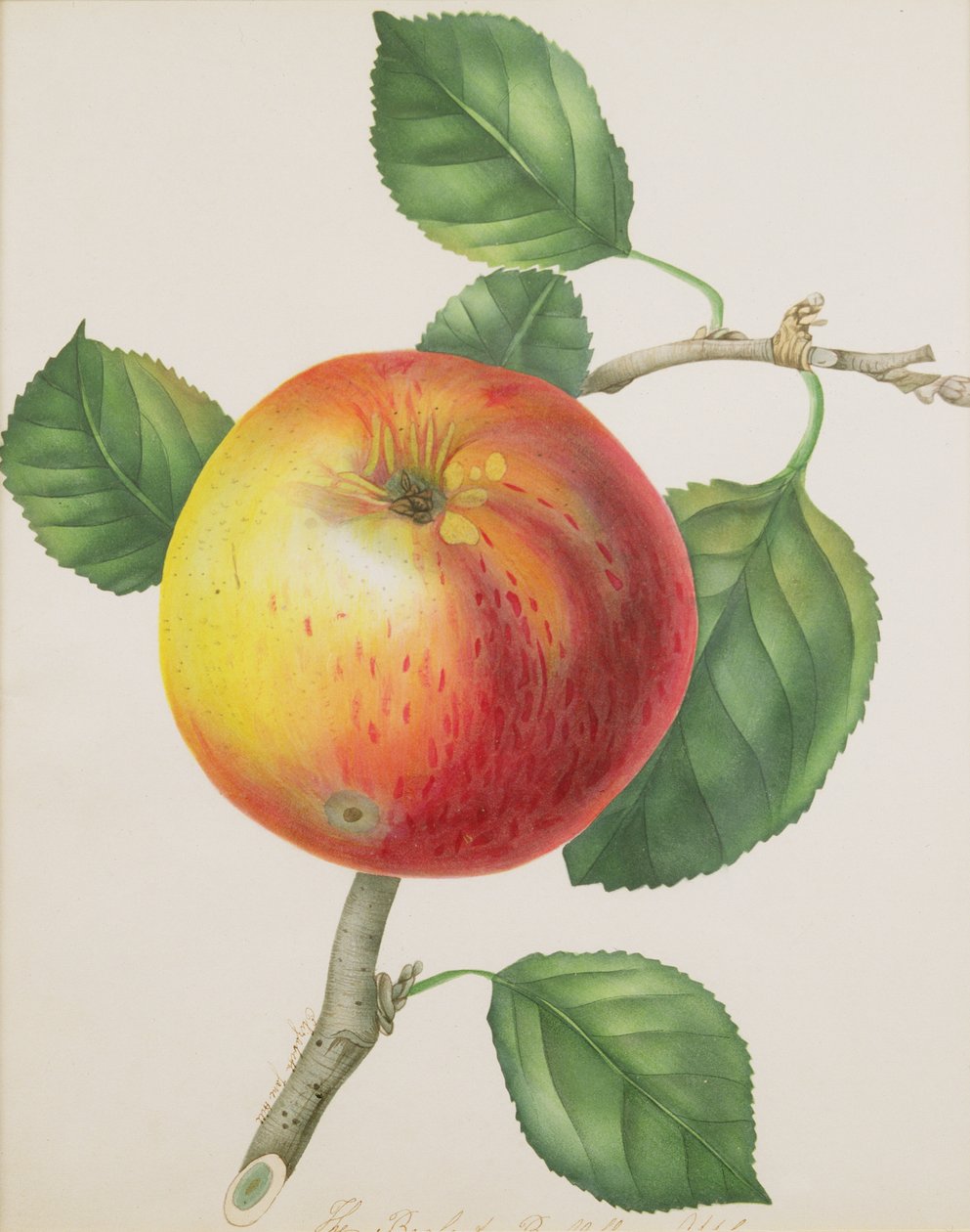 Omena, noin 1835 (wc) tekijältä Elizabeth Jane Hill