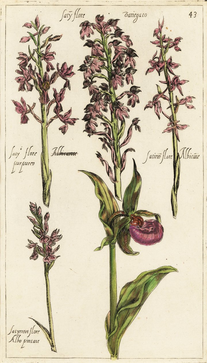 Erilaisia eurooppalaisia orkideoita, naisten tohveliorkidea, Cypripedium calceolus tekijältä Emanuel Sweert