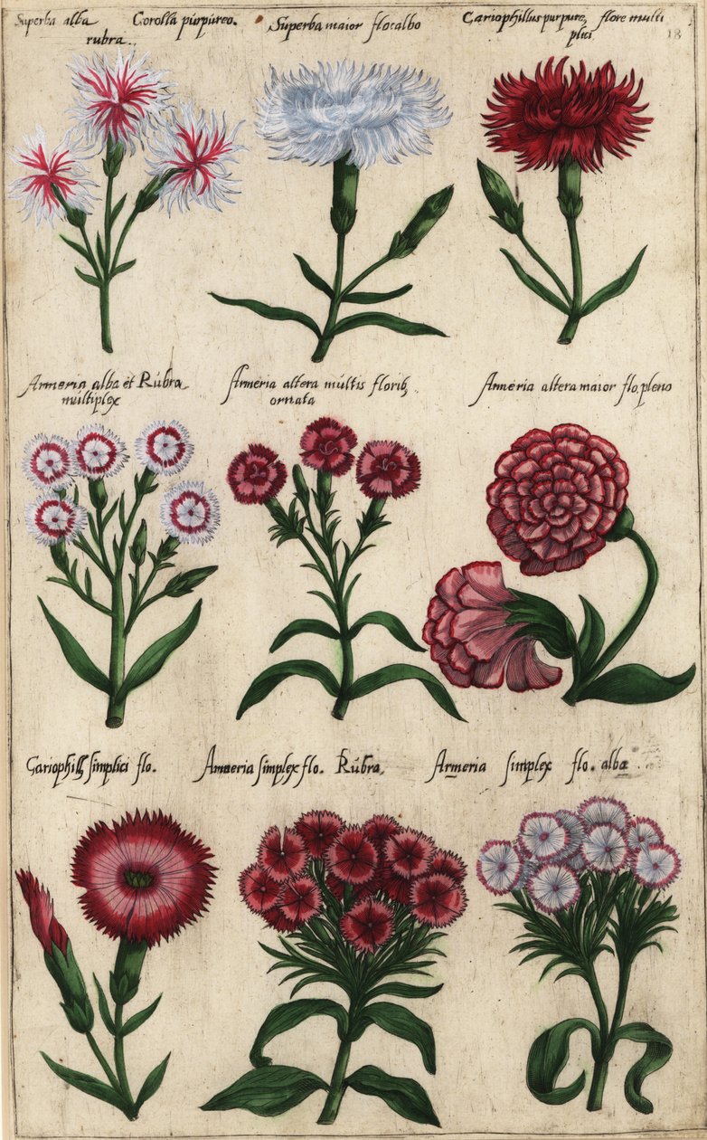 Erilaisia neilikkalajikkeita, Dianthus caryophyllus tekijältä Emanuel Sweert