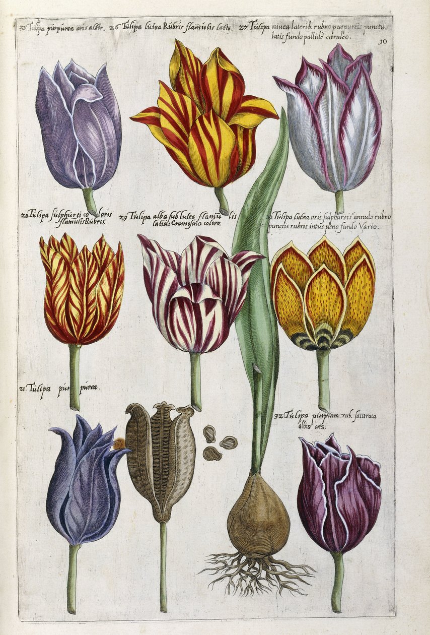 Erilaisia tulppaanit, 1612-14 tekijältä Emanuel Sweert