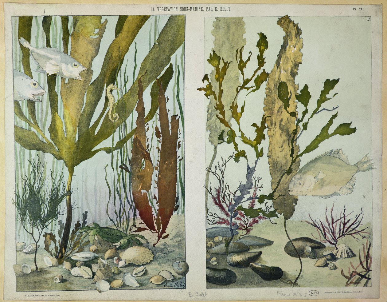 Merilevää, kaloja, merihevosia, rapuja ja äyriäisiä, kuvalevyjä kirjasta "La Vie sous marine", 1800-luvun loppupuoli (heliogravyyri). tekijältä Emile Belet