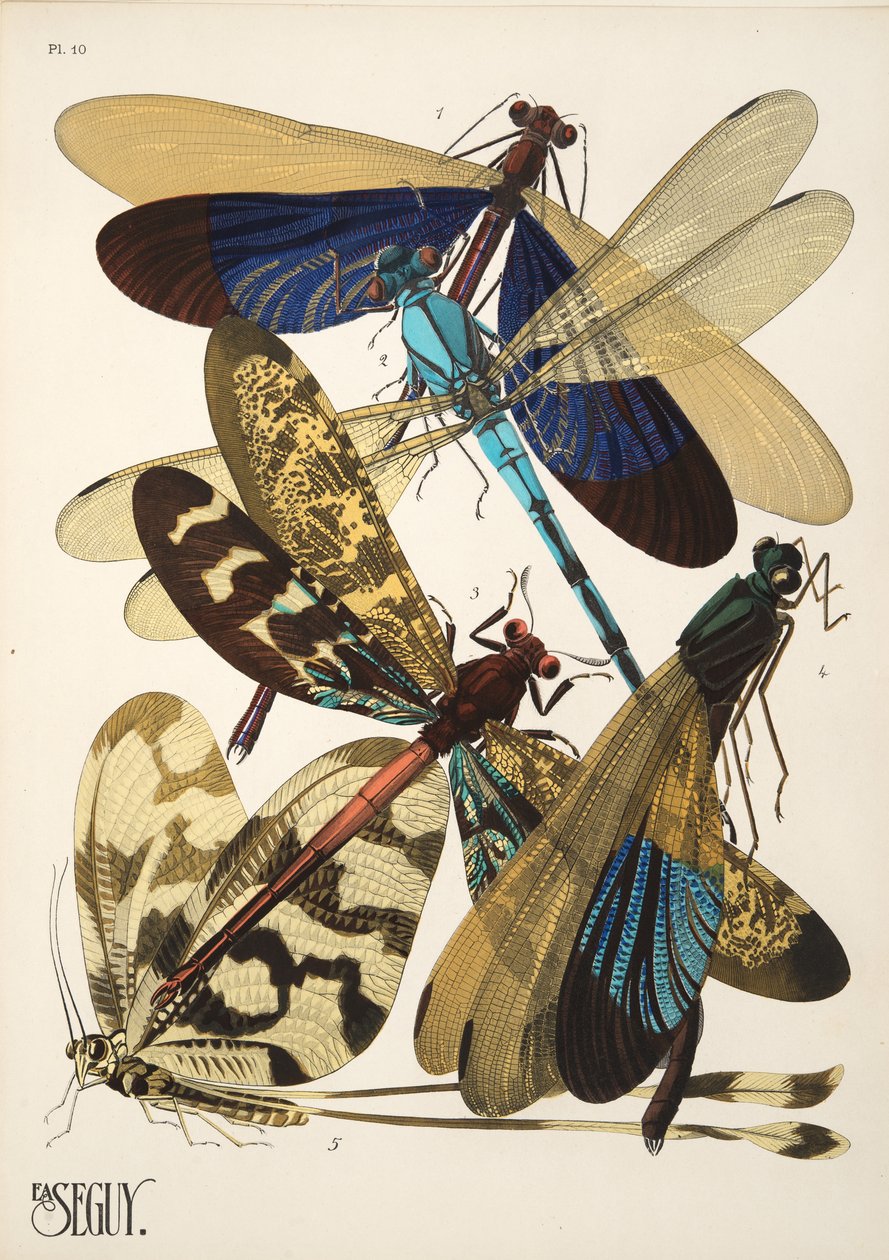 Levy 10 osoitteesta Insectes, pub. 1930-luku (pochoor print) tekijältä Émile Allain Séguy