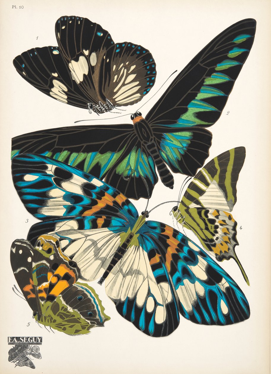 Lauta 10, Butterflies, pub. 1925 (stensiiliprintti) tekijältä Émile Allain Séguy