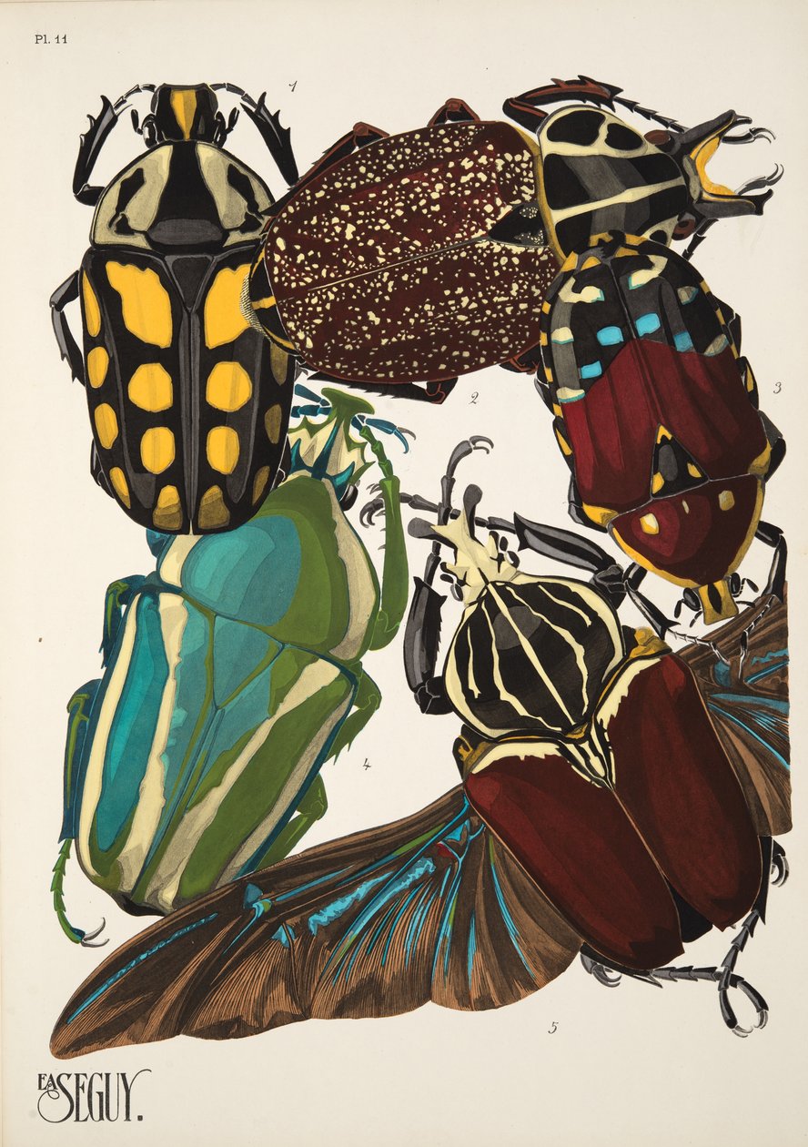 Levy 11, Insectes, pub. 1930-luku (pochoor print) tekijältä Émile Allain Séguy