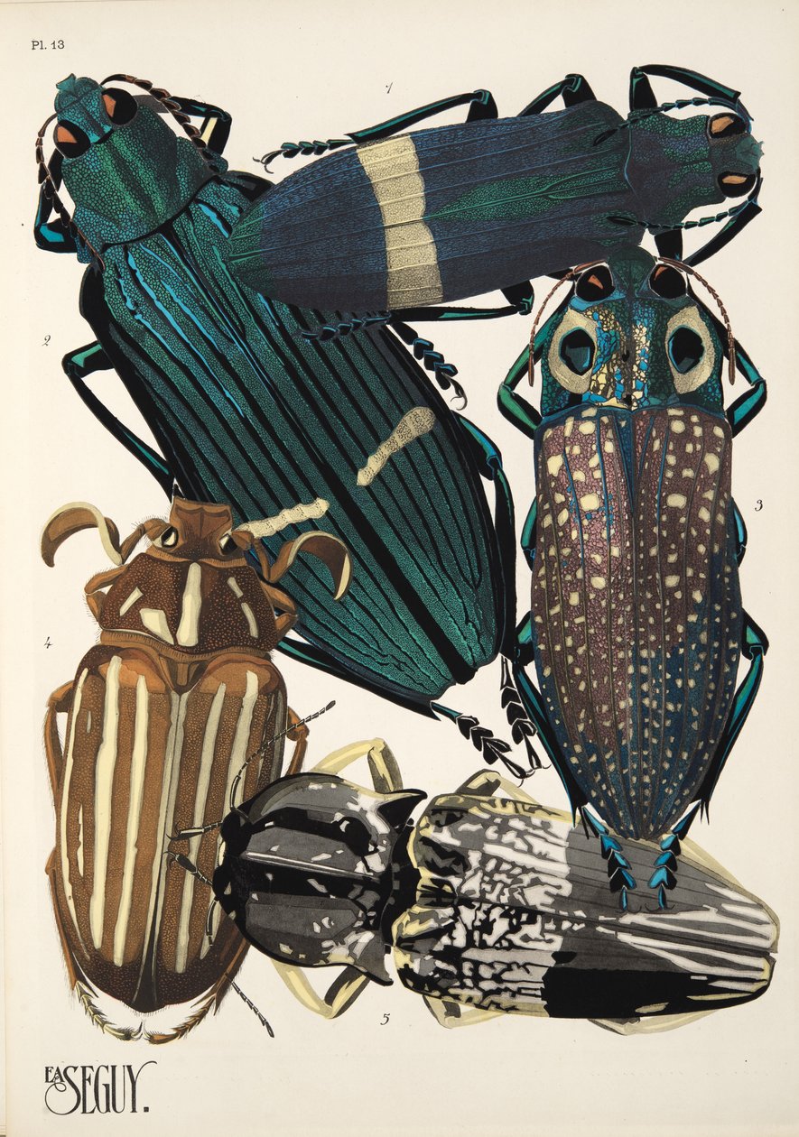 Levy 13, Insectes, pub. 1930-luku (pochoor print) tekijältä Émile Allain Séguy