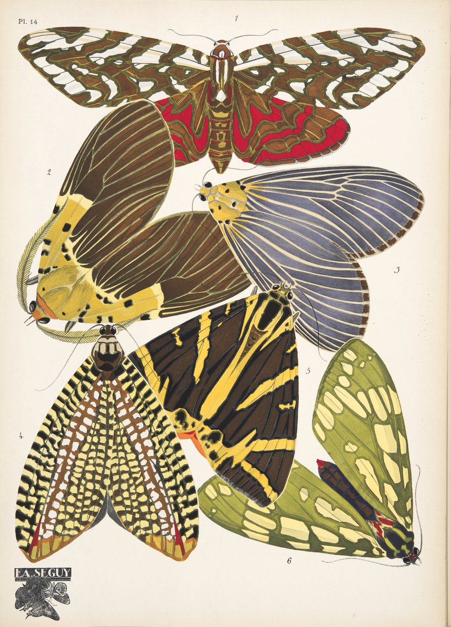 Lauta 14, Butterflies, pub. 1925 (stensiiliprintti) tekijältä Émile Allain Séguy