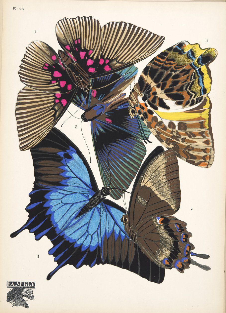 Lauta 16, Butterflies, pub. 1925 (stensiiliprintti) tekijältä Émile Allain Séguy