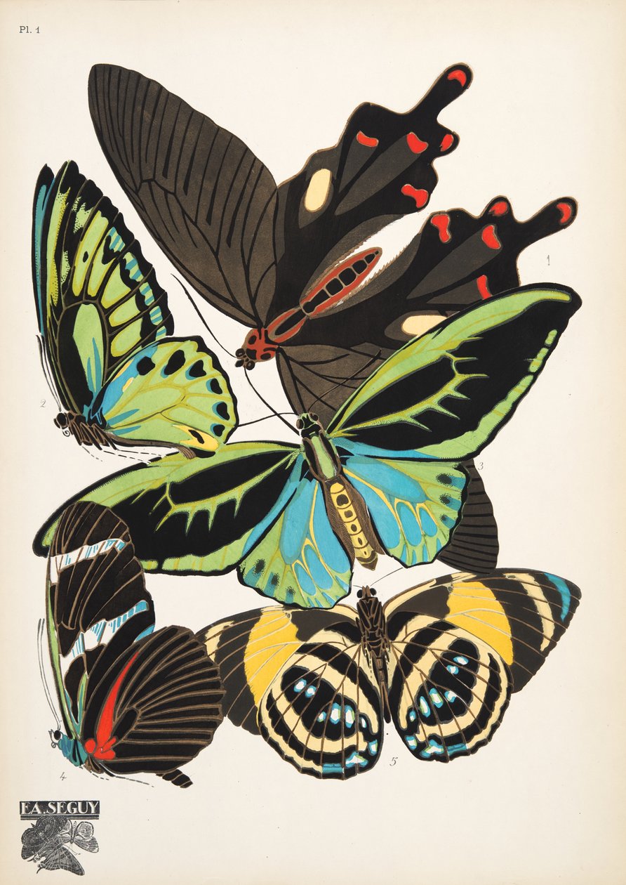 Làmina 1, de Butterflies, pub. 1925 (impressió de plantilla) finlandès tekijältä Émile Allain Séguy