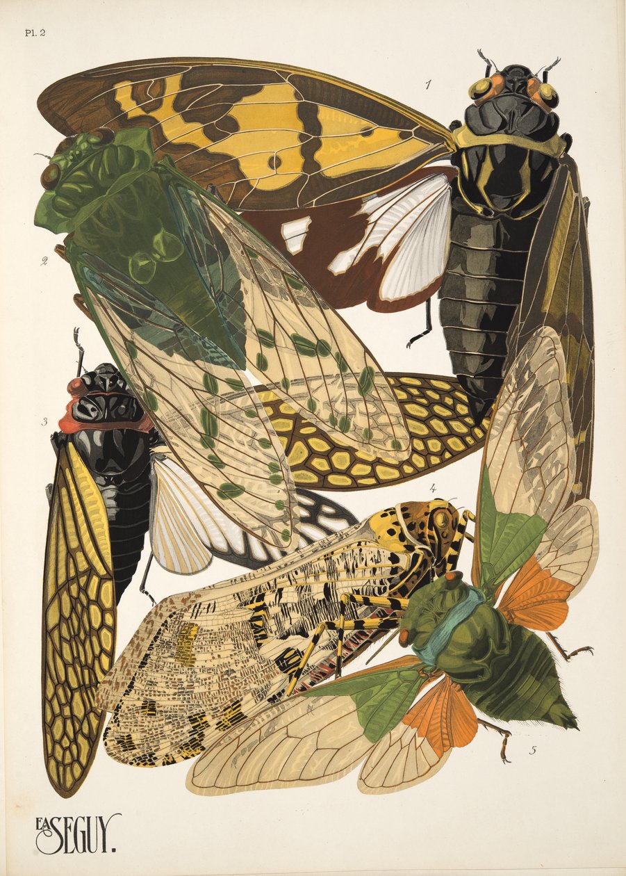 Levy 2, Insectes, pub. 1930-luku (pochoor print) tekijältä Émile Allain Séguy
