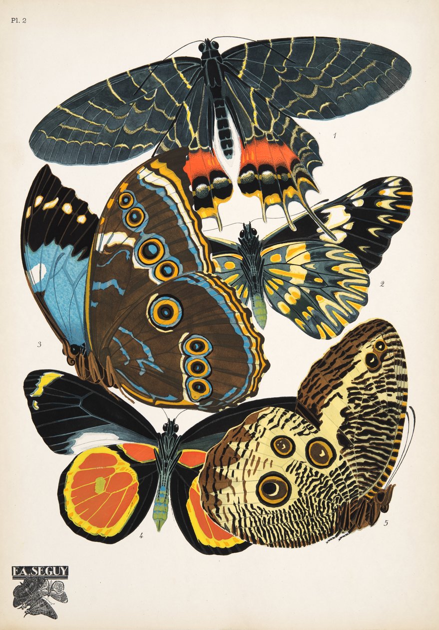 Levy 2, Butterflies, pub. 1925 (stensiiliprintti) tekijältä Émile Allain Séguy