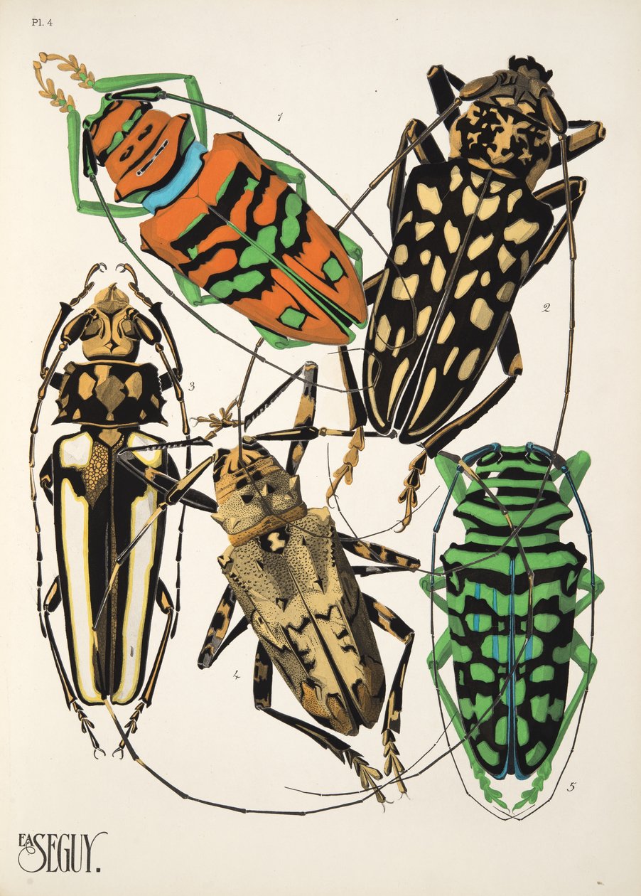 Levy 4, Insectes, pub. 1930-luku (pochoor print) tekijältä Émile Allain Séguy