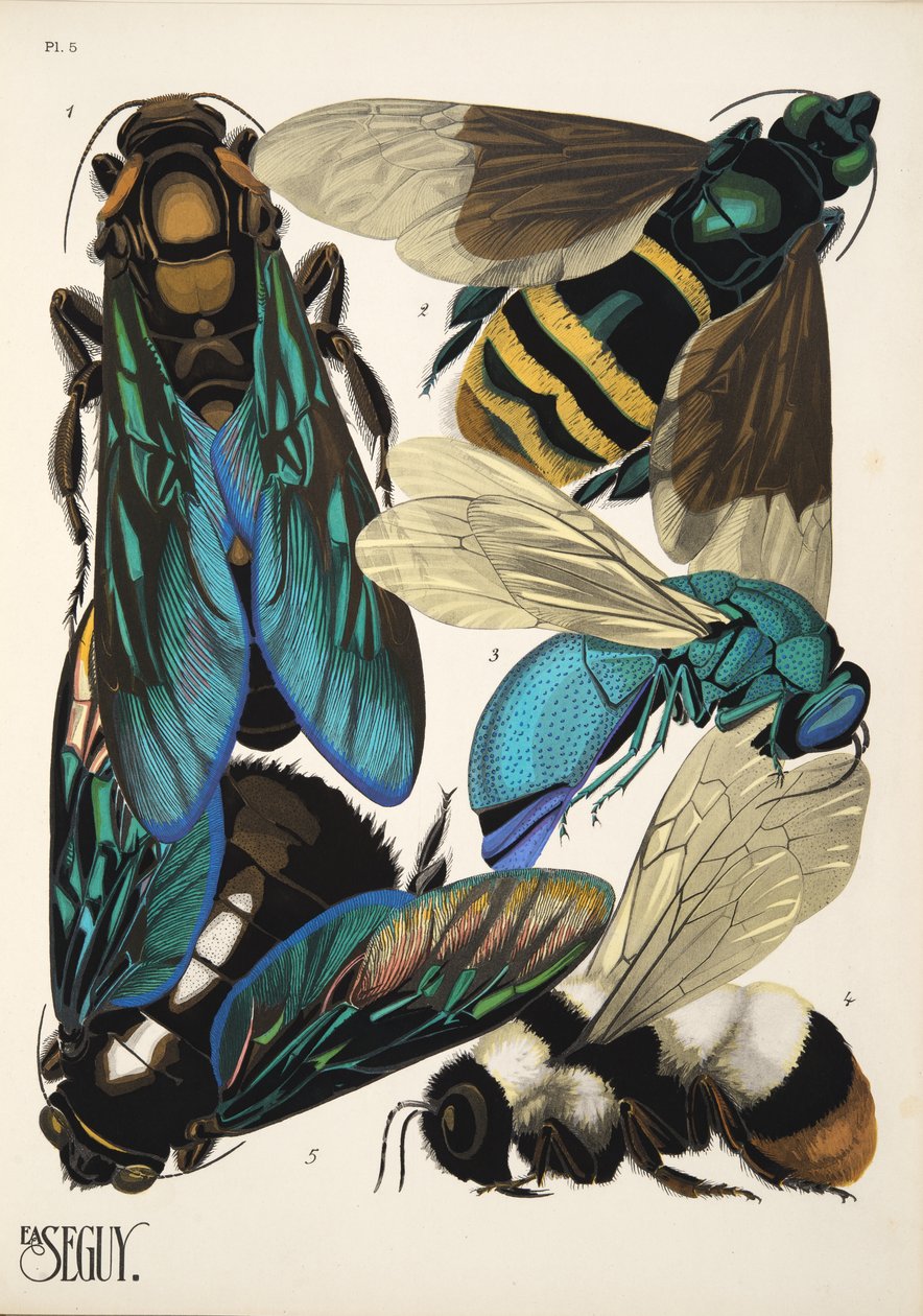 Levy 5 osoitteesta Insectes, pub. 1930-luku (pochoor print) tekijältä Émile Allain Séguy