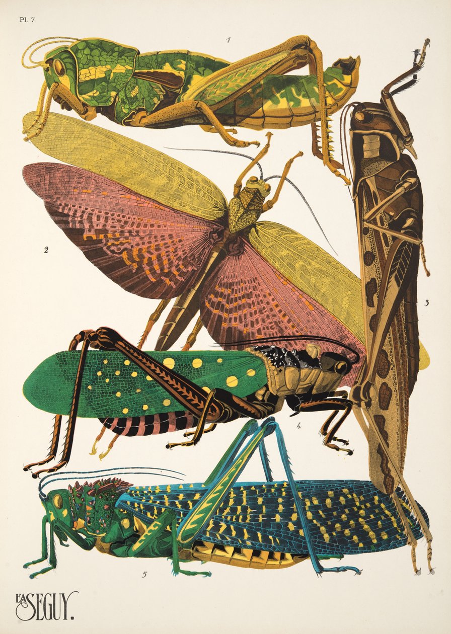 Levy 7 osoitteesta Insectes, pub. 1930-luku (pochoor print) tekijältä Émile Allain Séguy