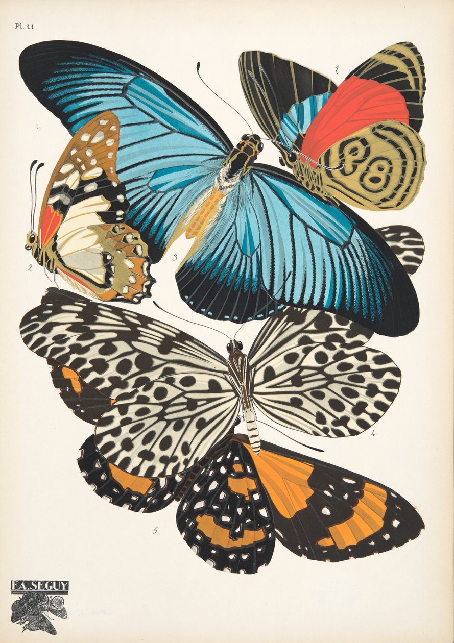 Lauta 11, Butterflies, pub. 1925 (stensiiliprintti) tekijältä Émile Allain Séguy