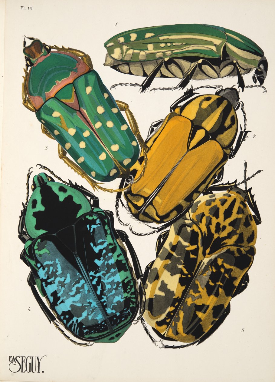 Levy 12, Insectes, pub. 1930-luku (pochoor print) tekijältä Émile Allain Séguy