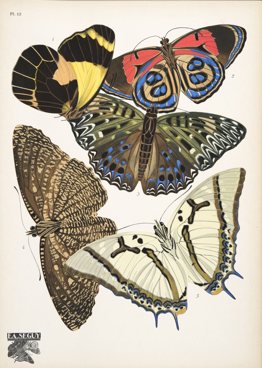 Lauta 12, Butterflies, pub. 1925 (stensiiliprintti) tekijältä Émile Allain Séguy
