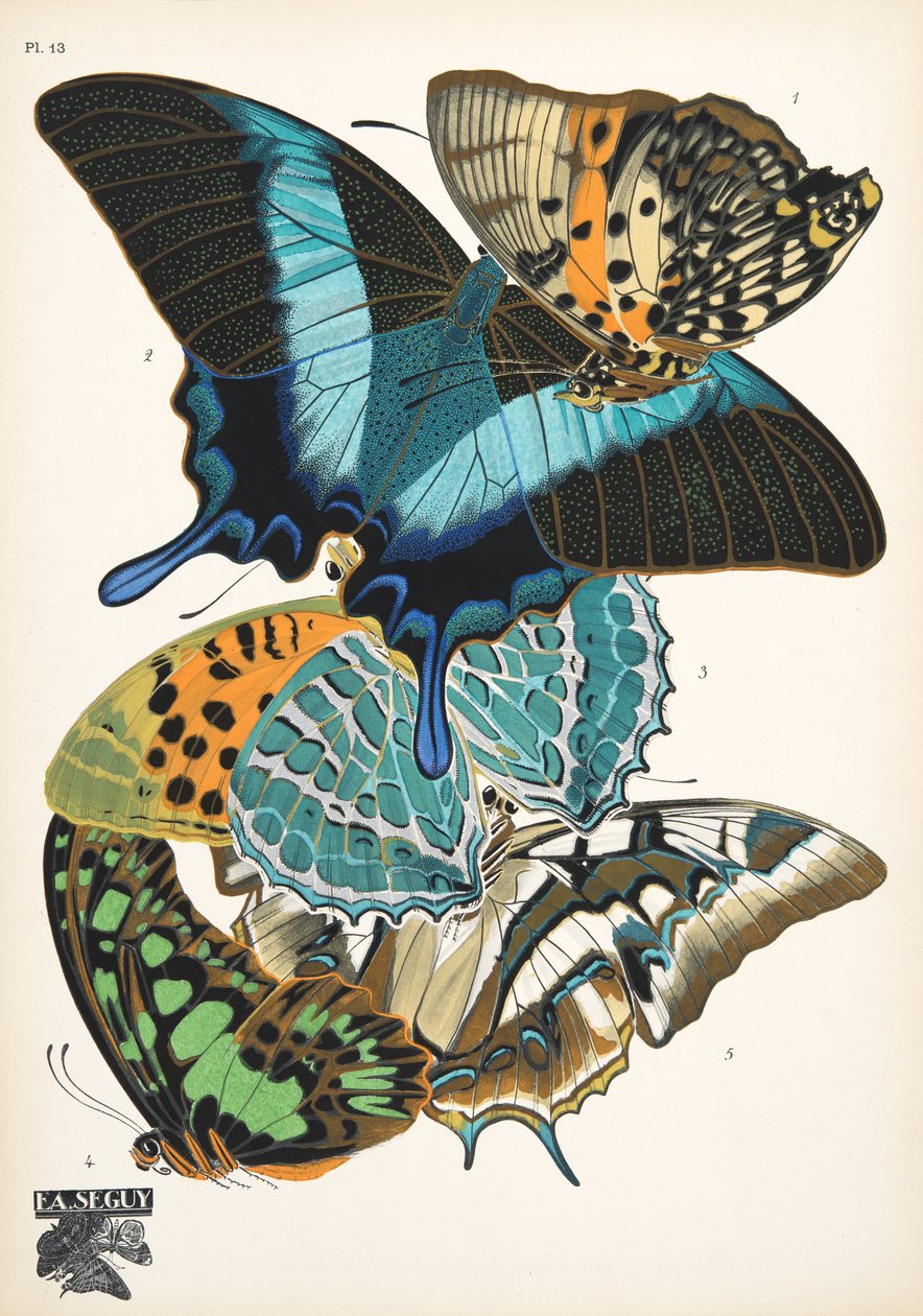 Lauta 13, Butterflies, pub. 1925 (stensiiliprintti) tekijältä Émile Allain Séguy