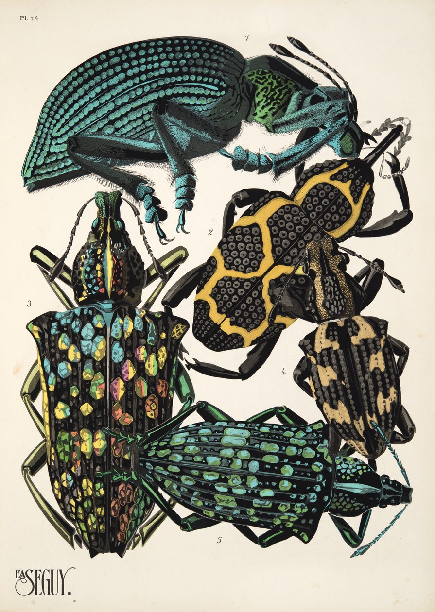 Levy 14, Insectes, pub. 1930-luku (pochoor print) tekijältä Émile Allain Séguy