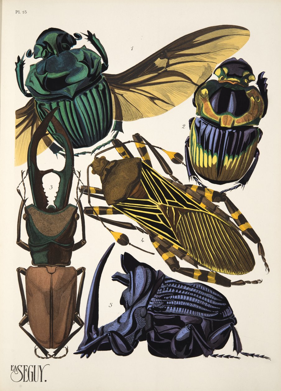 Levy 15 osoitteesta Insectes, pub. 1930-luku (pochoor print) tekijältä Émile Allain Séguy