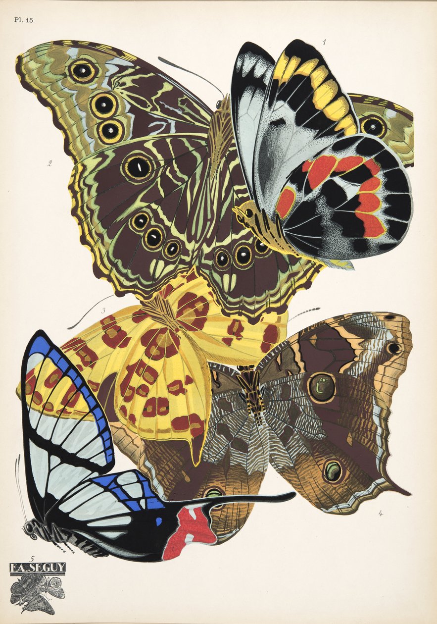 Lauta 15, Butterflies, pub. 1925 (stensiiliprintti) tekijältä Émile Allain Séguy