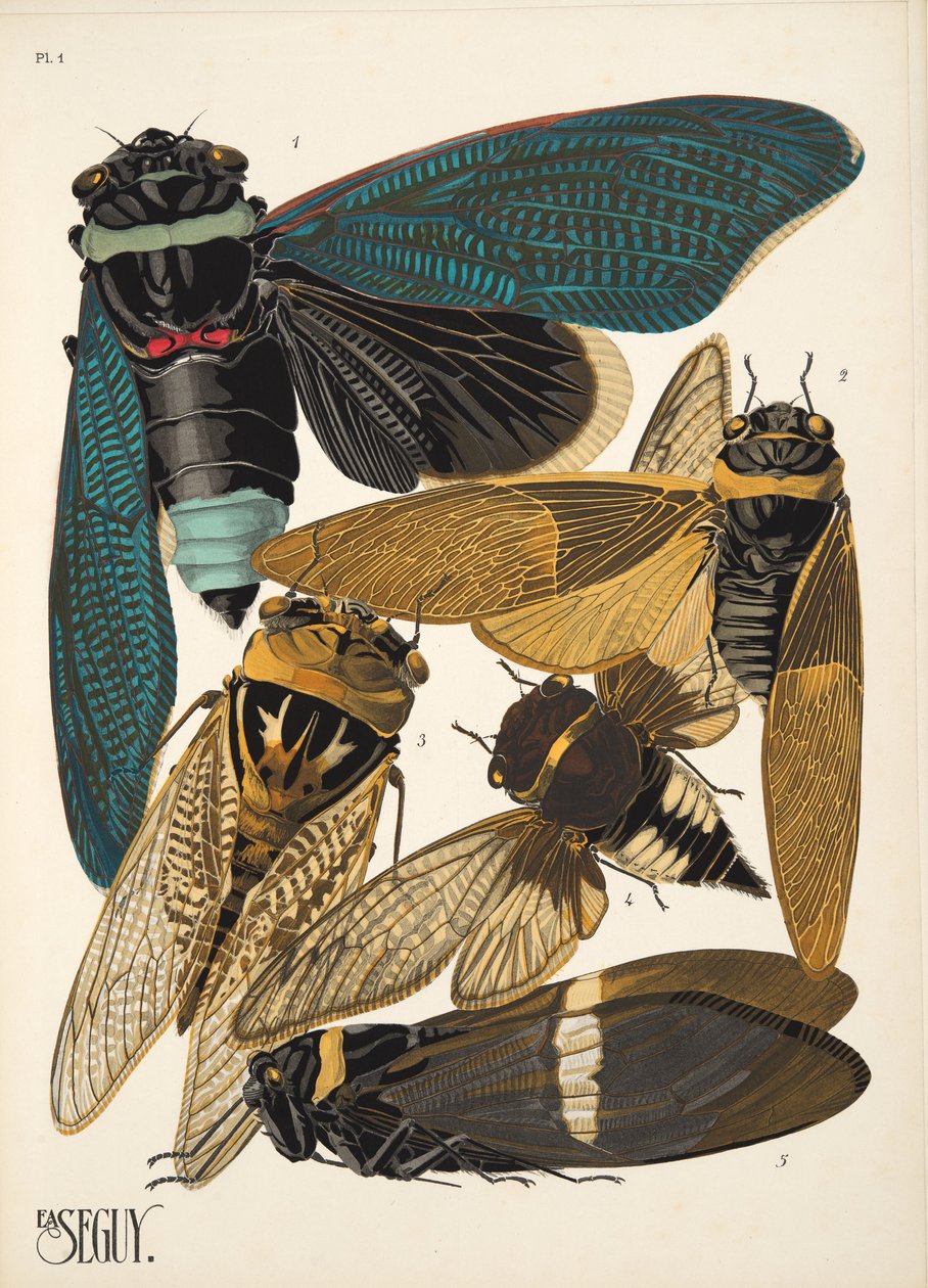 Levy 1 osoitteesta Insectes, pub. 1930-luku (pochoor print) tekijältä Émile Allain Séguy