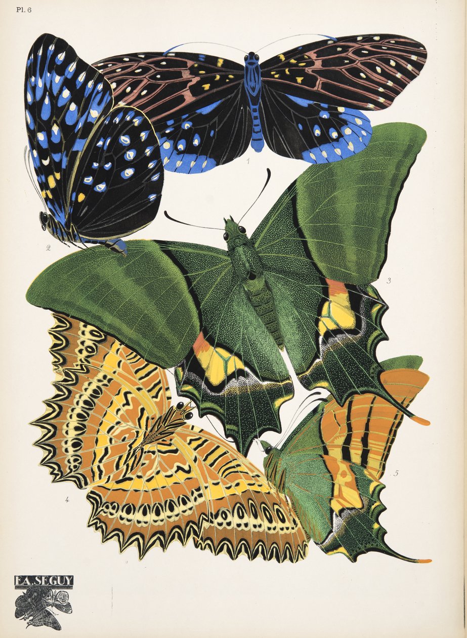Lauta 6, Butterflies, pub. 1925 (stensiiliprintti) tekijältä Émile Allain Séguy