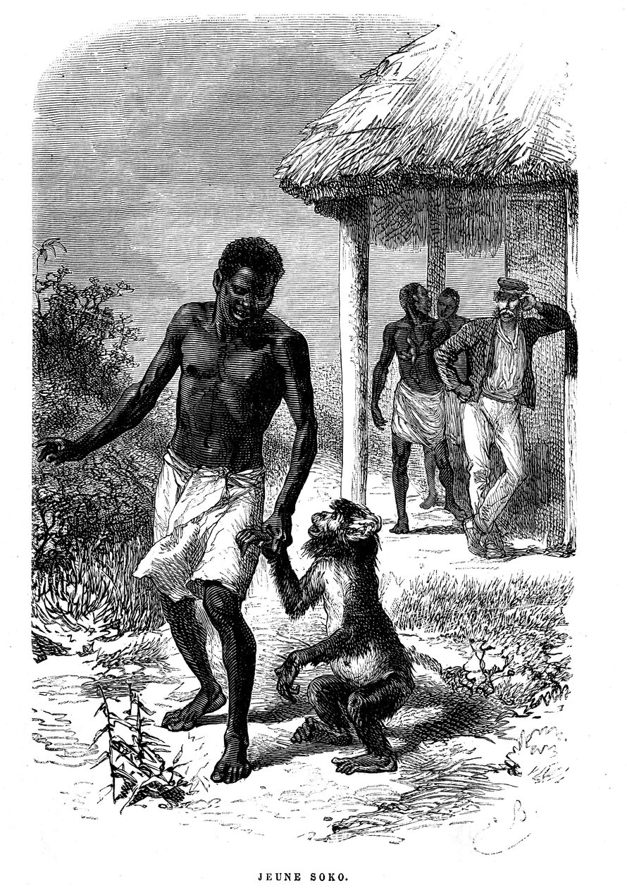 Nuori Soko-apina Afrikassa. Emile Bayardin (1837-1891) kaiverrus, joka kuvaa tutkimusmatkailija David Livingstonen viimeisiä tarinoita tekijältä Emile Antoine Bayard