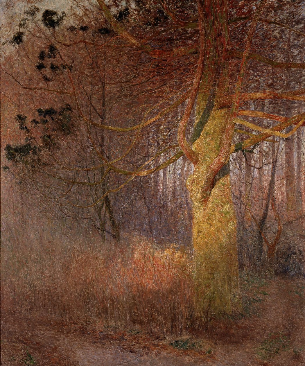 Aurinkoinen puu tekijältä Emile Claus