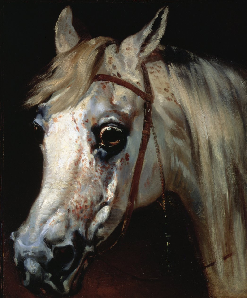 Arabihevosen pää, noin 1840-50 (öljy kankaalle). tekijältä Emile Jean Horace Vernet