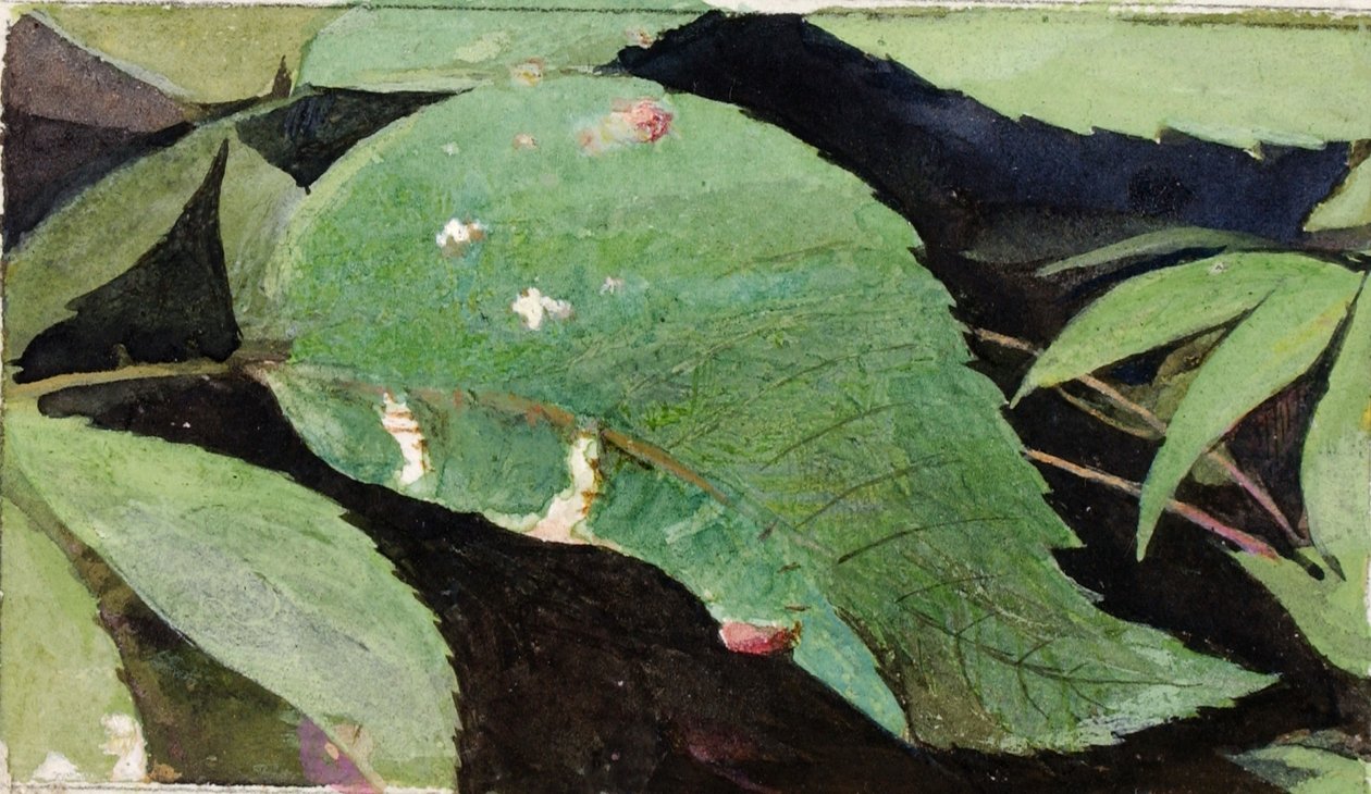 White Birch Leaf Edge Caterpillar, tutkimus kirjaa varten Concealing Coloration in the Animal Kingdom varten. tekijältä Emma Beach Thayer