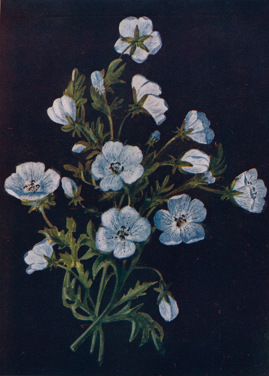 Baby-Blue-Eyes, c1915, 1915 tekijältä Emma Graham Clock