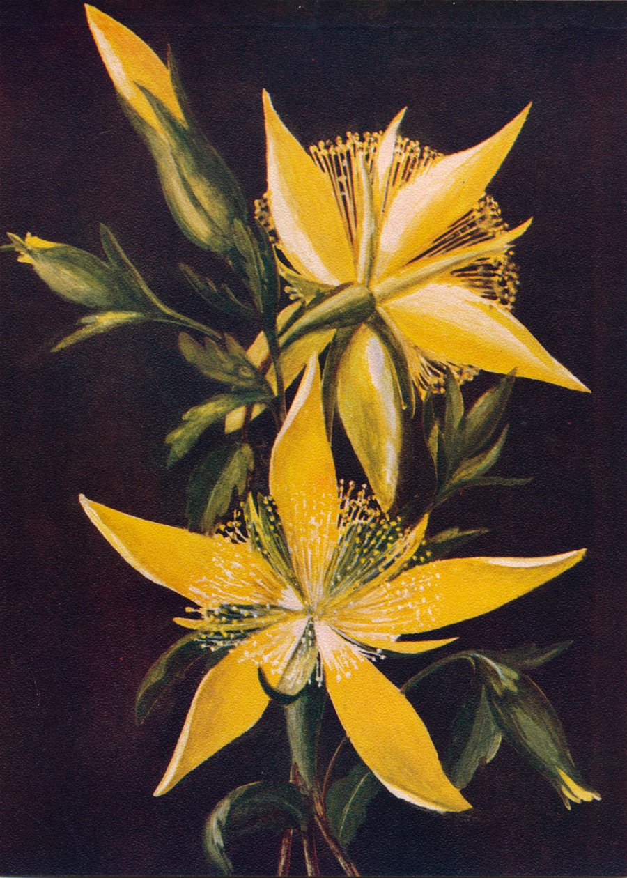 Blazing Star, c1915, 1915 tekijältä Emma Graham Clock