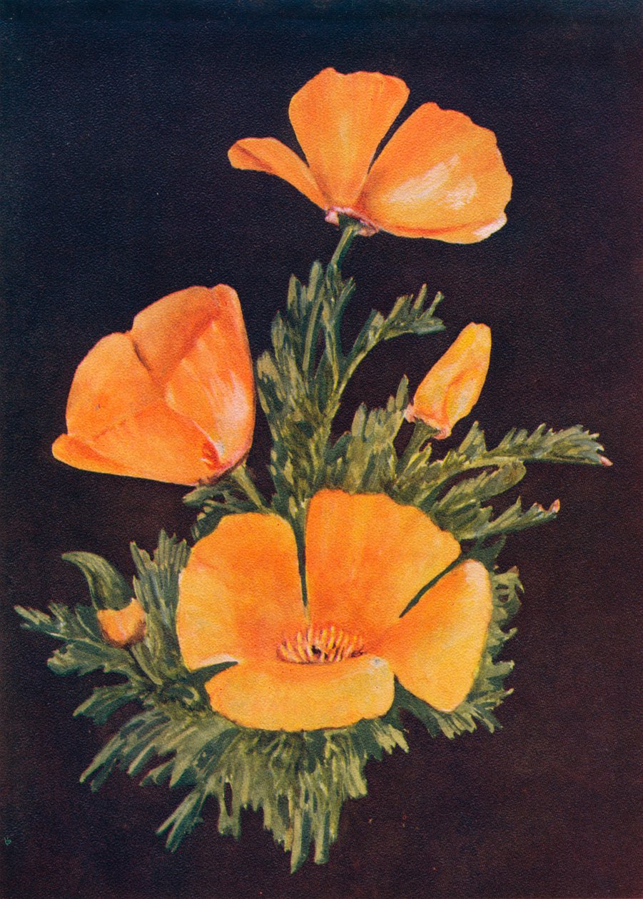 California Poppy, 1915, 1915 tekijältä Emma Graham Clock