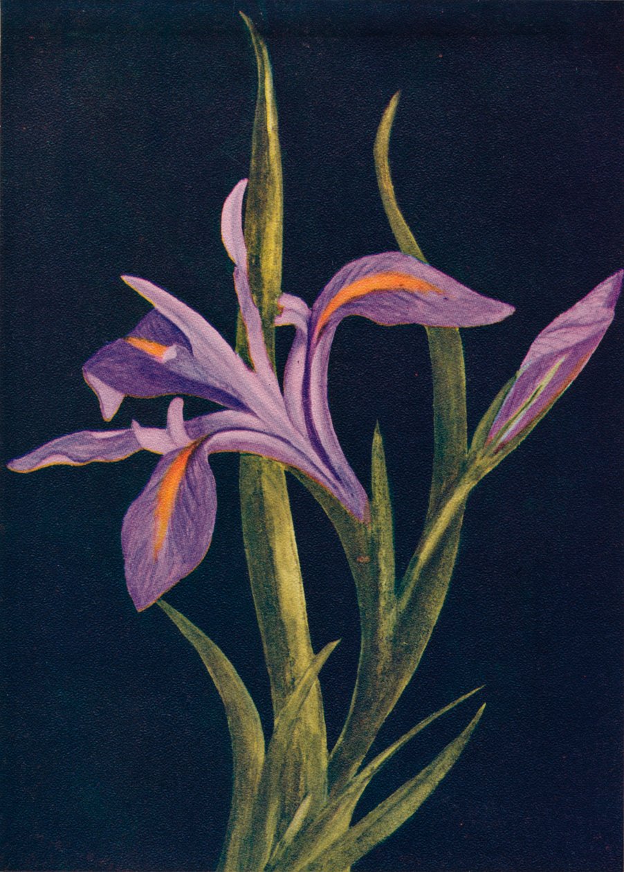Ground Iris, c1915, 1915 tekijältä Emma Graham Clock