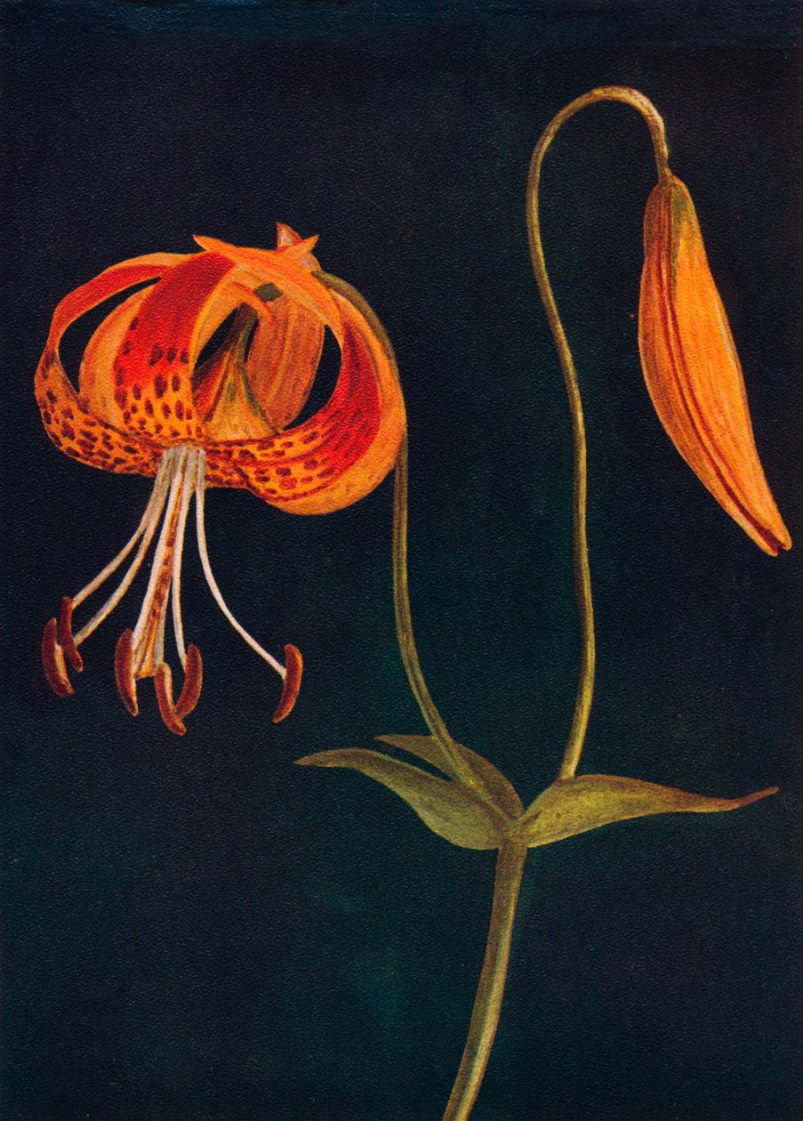 Leopard Lily, c1915, 1915 tekijältä Emma Graham Clock