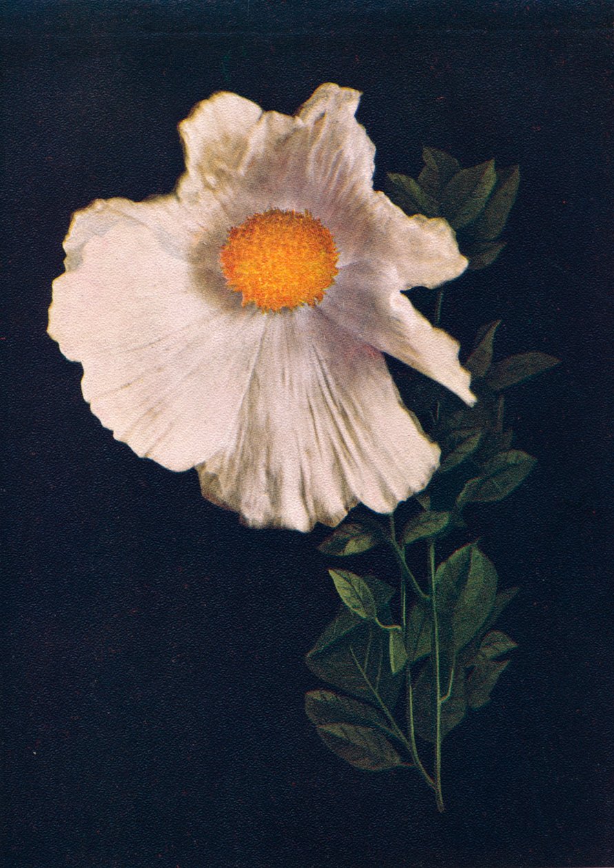 Matilija Poppy, 1915, 1915 tekijältä Emma Graham Clock