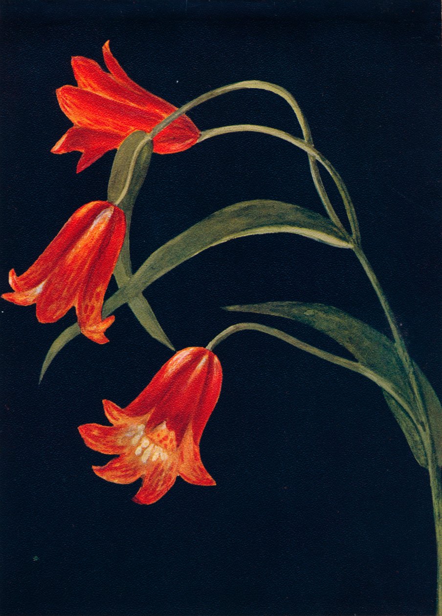Scarlet Fritillaria, c1915, 1915 tekijältä Emma Graham Clock
