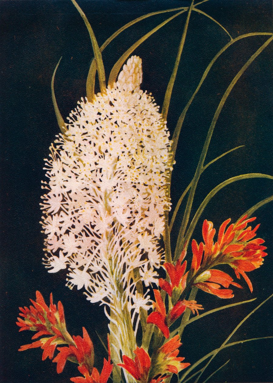 Squaw Grass and Scarlet Paint Brush, c1915, 1915 tekijältä Emma Graham Clock
