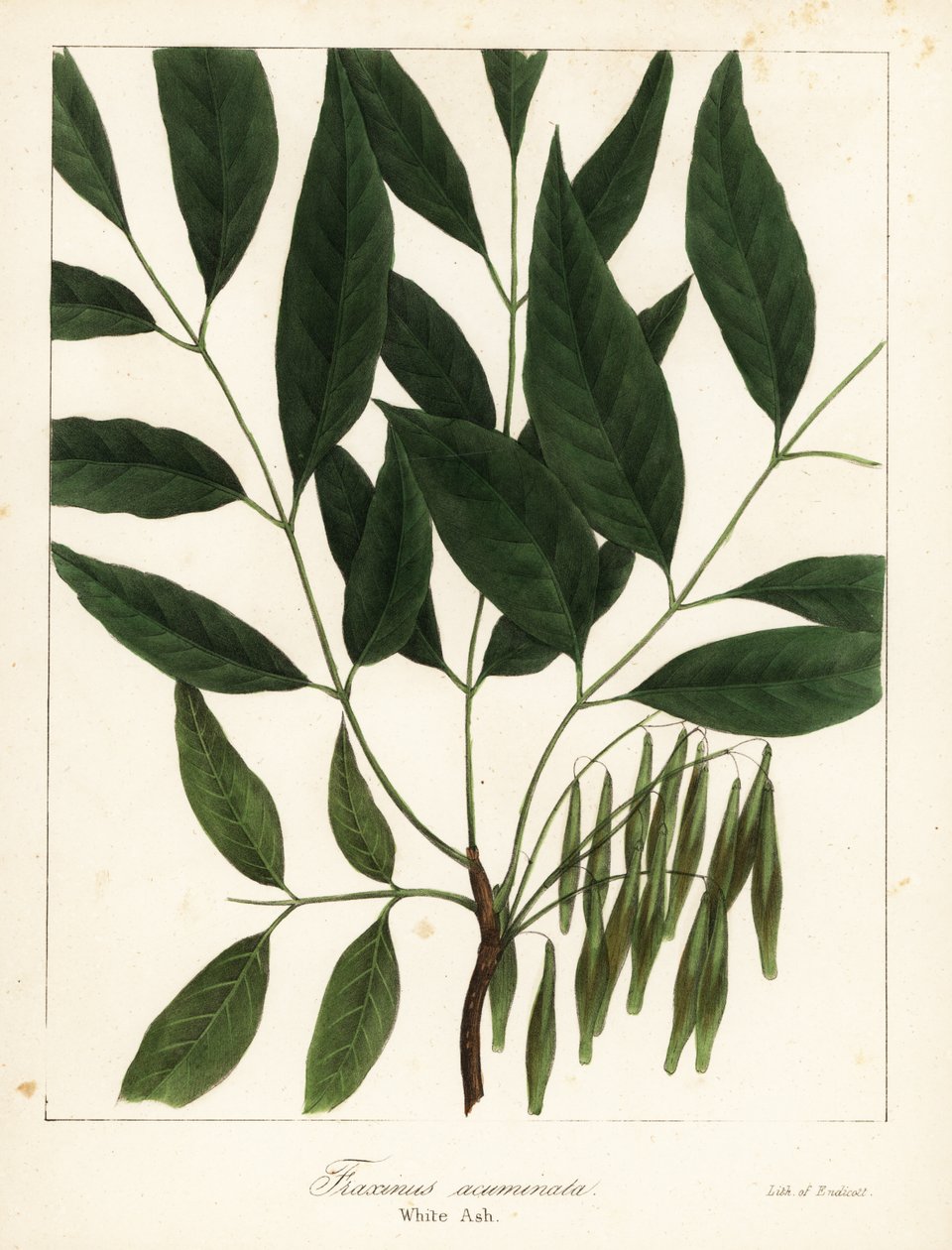 Amerikkalainen tuhka, Fraxinus americana (valkoinen tuhka, Fraxinus acuminata) tekijältä Endicott Endicott