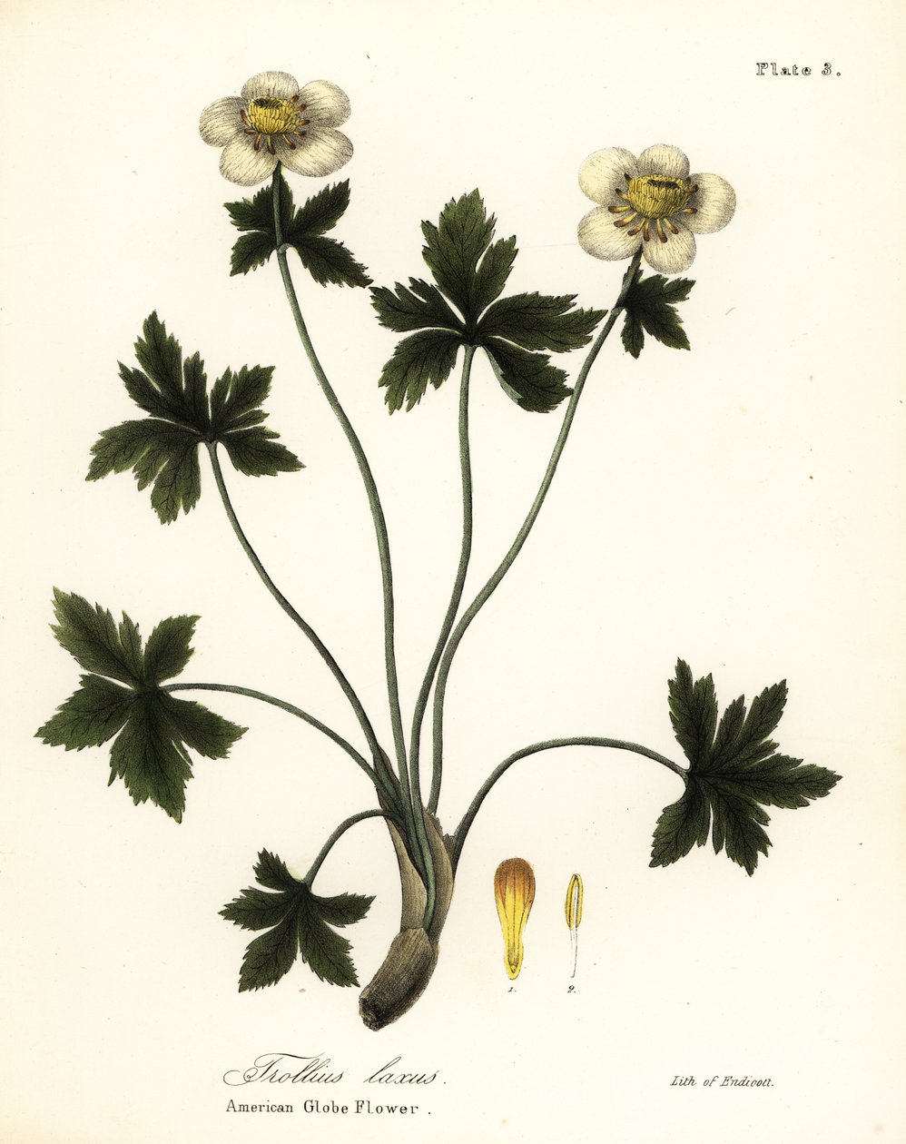 Amerikkalainen maapallokukka tai amerikkalainen leviävä globeflower, Trollius laxus tekijältä Endicott Endicott