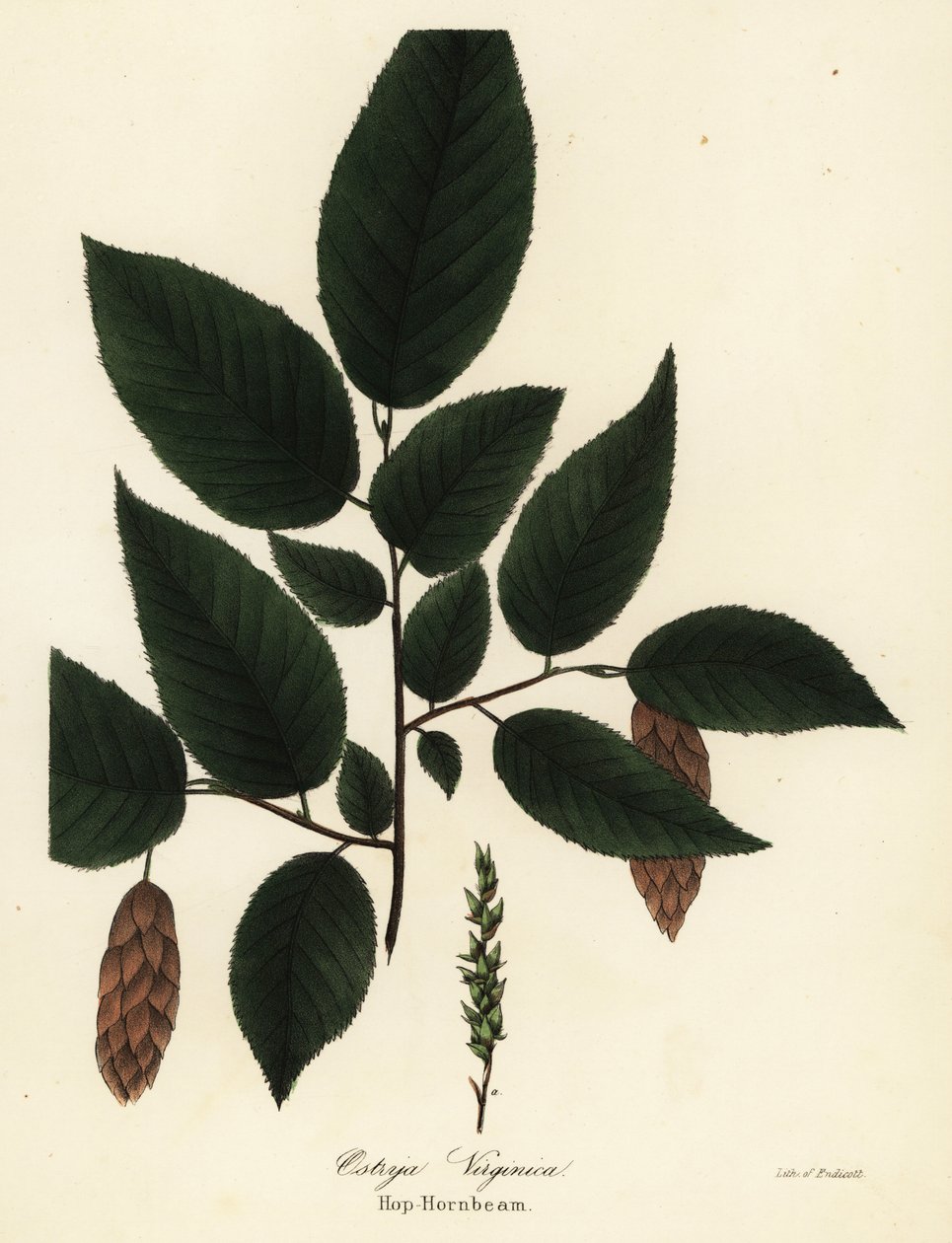 Amerikkalainen humalapyökä, Ostrya virginiana (Hop-hornbeam, Ostrya virginica) tekijältä Endicott Endicott