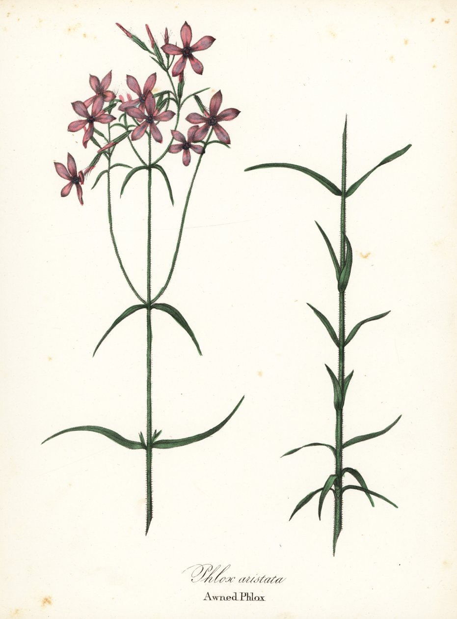 Markiisiflox, Phlox aristata tekijältä Endicott Endicott