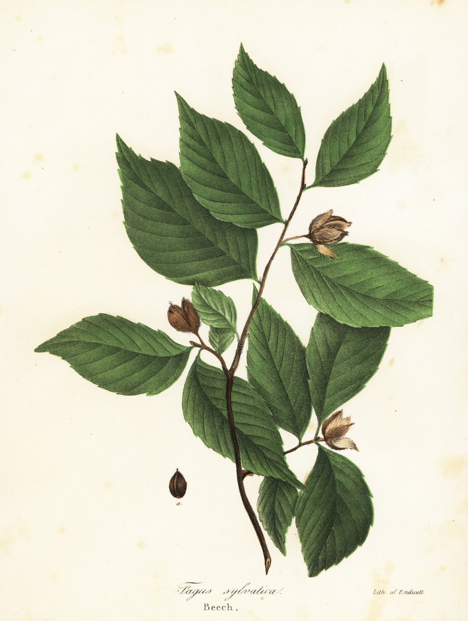 Pyökki, Fagus sylvatica tekijältä Endicott Endicott