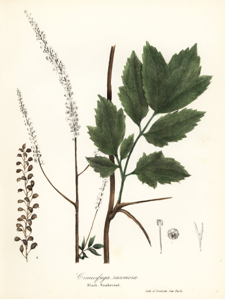 Musta cohosh, musta bugbane, musta snakeroot tai keiju kynttilä, Actaea racemosa (Cimicifuga racemosa) tekijältä Endicott Endicott